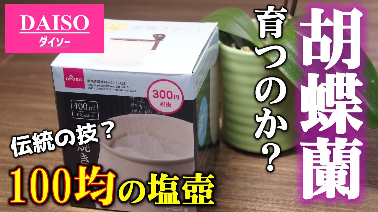 9割が知らない 胡蝶蘭を例の100均アイテムで育てられるのか ダイソー園芸 洋蘭の育て方 Youtube 9割が知らない 胡蝶蘭を例の100均アイテムで育てられるのか ダイソー園芸 洋蘭の育て方 Youtube