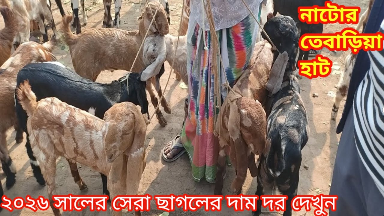 ২০২৬ কোরবানি উপলক্ষে খামার উপযোগী বড় সাইজের খাসি ছাগলের দাম জানুন||নাটোর তেবাড়িয়া হাট||ছাগলের দাম দর