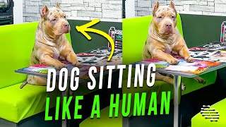 Dog Sitting Down Like a Human and Waiting for His Food