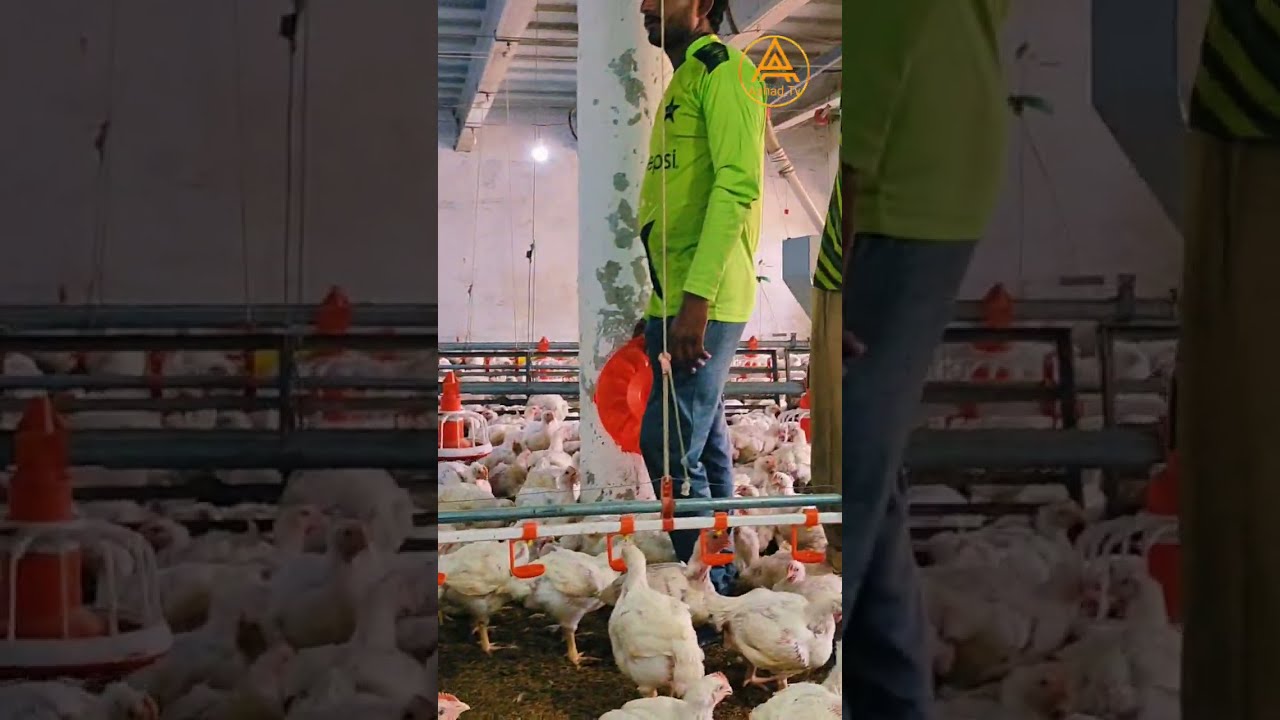 Broiler Chicken Day 33🐓 