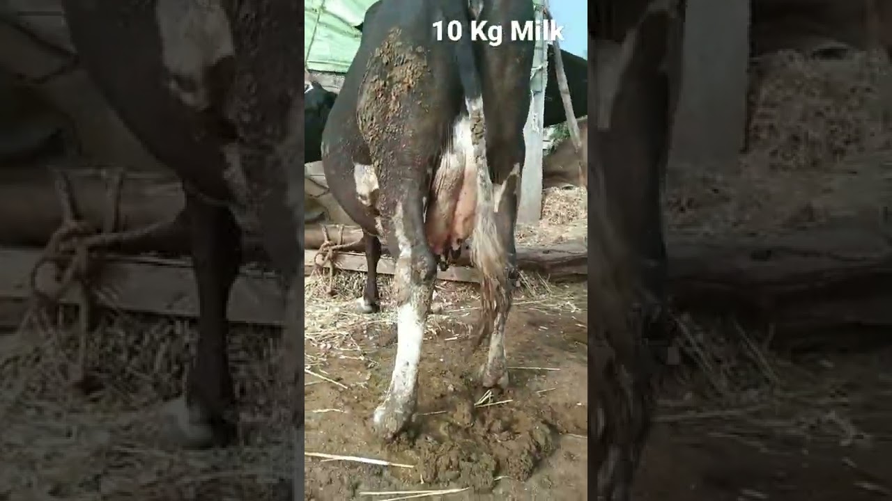 Indian cows Original Hf cows 