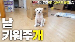 아기 강아지를 어떻게 할지 정했습니다.