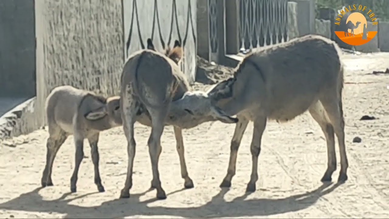 Little Donkey Drinking Milk | Mother Father & Kid Together