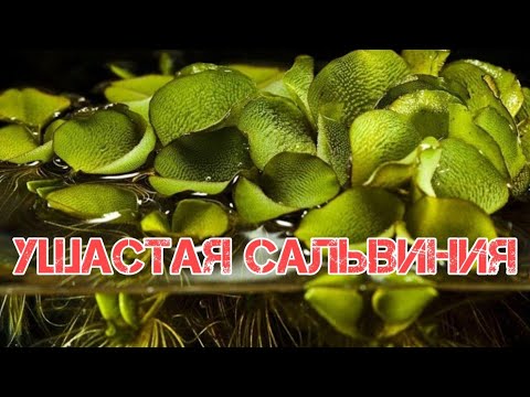 УШАСТАЯ САЛЬВИНИЯ. СОДЕРЖАНИЕ И УХОД В АКВАРИУМЕ