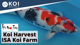 Koi Harvest - ISA Koi Farm - Famous Showa Breeder