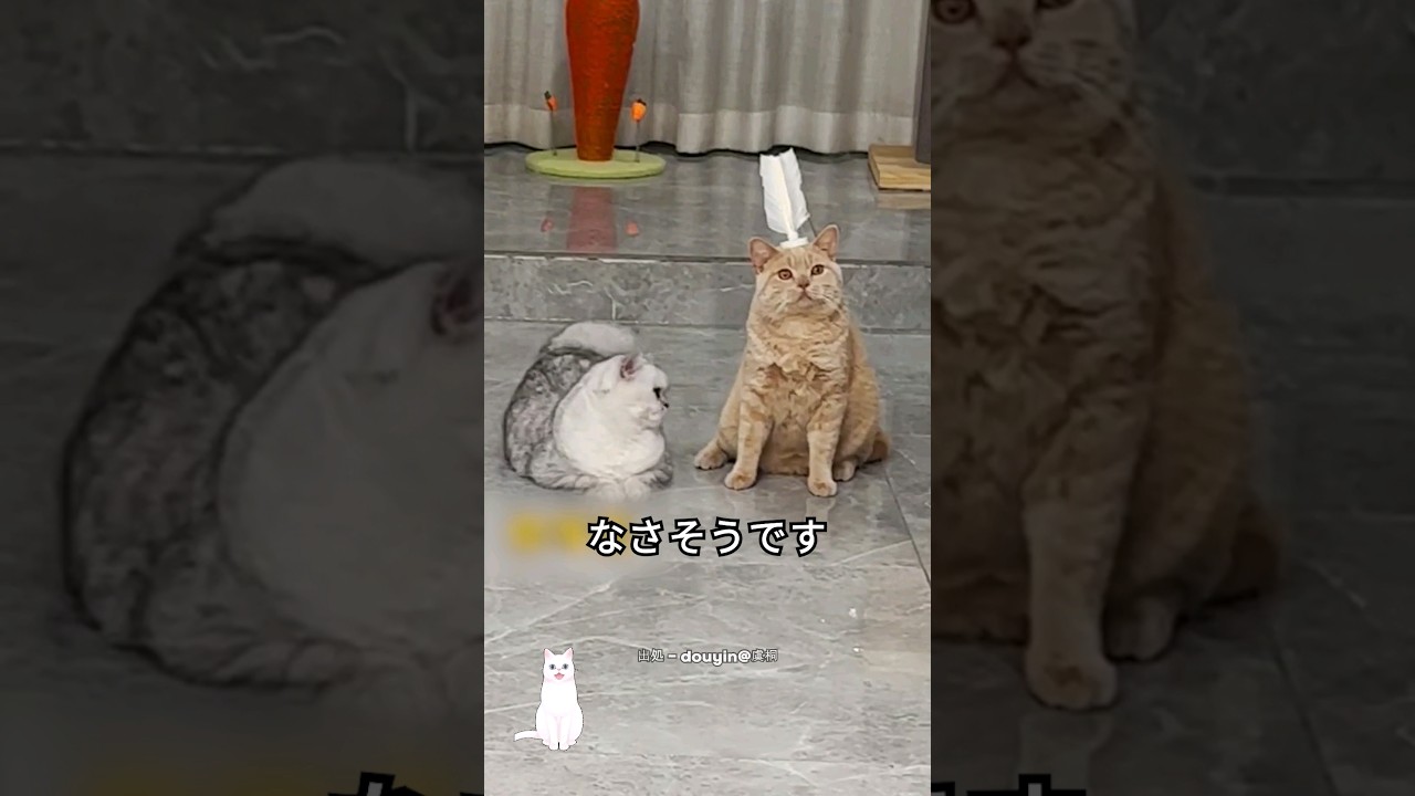 家でする ネコリンピック