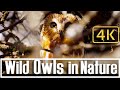 Relax with 4K Owls set to Sleeping Music in Nature for Relaxing and Meditation