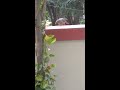 डुमिनी/JUNGLE BABBLER FOOD| #shorts #jungle babbler #trending #trending #short #youtubeshorts #viral