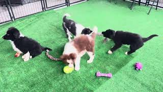 Border Collie puppies playing with toys