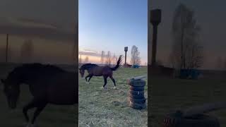 Лео любит прыгать, серия 2 #лошади #верховая_езда #конкур #кони #конный_спорт #конныйспорт