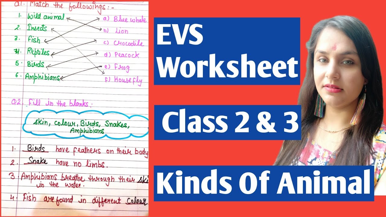 "Kinds of Animal " worksheet for class 2&3 | EVS worksheet for class 2&3 