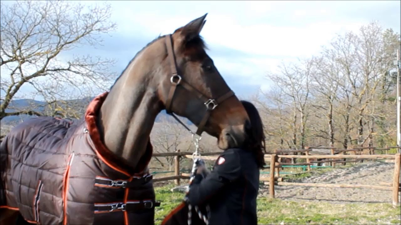 Tattini Rugs TATTINI STABLE RUG WITH DETACHABLE NECK - YouTube