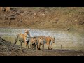 Tigress Maya making a Grand Entry with her cubs | Kolara Tadoba |