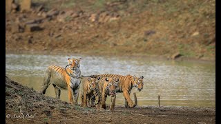 Tigress Maya making a Grand Entry with her cubs | Kolara Tadoba |