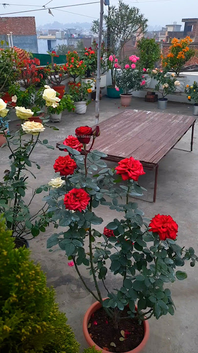 Terrace garden overview Rose bougainvillea all over plants #rose #garden #flowers #nature