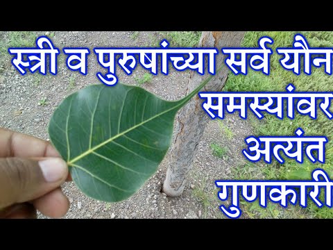 Incredible benefits of pimpal leaves you will be amazed to know Dr Swagat Todkar
