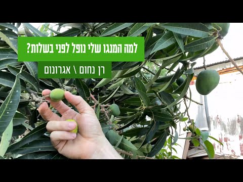 וִידֵאוֹ: כיצד להבשיל מנגו: 9 שלבים (עם תמונות)