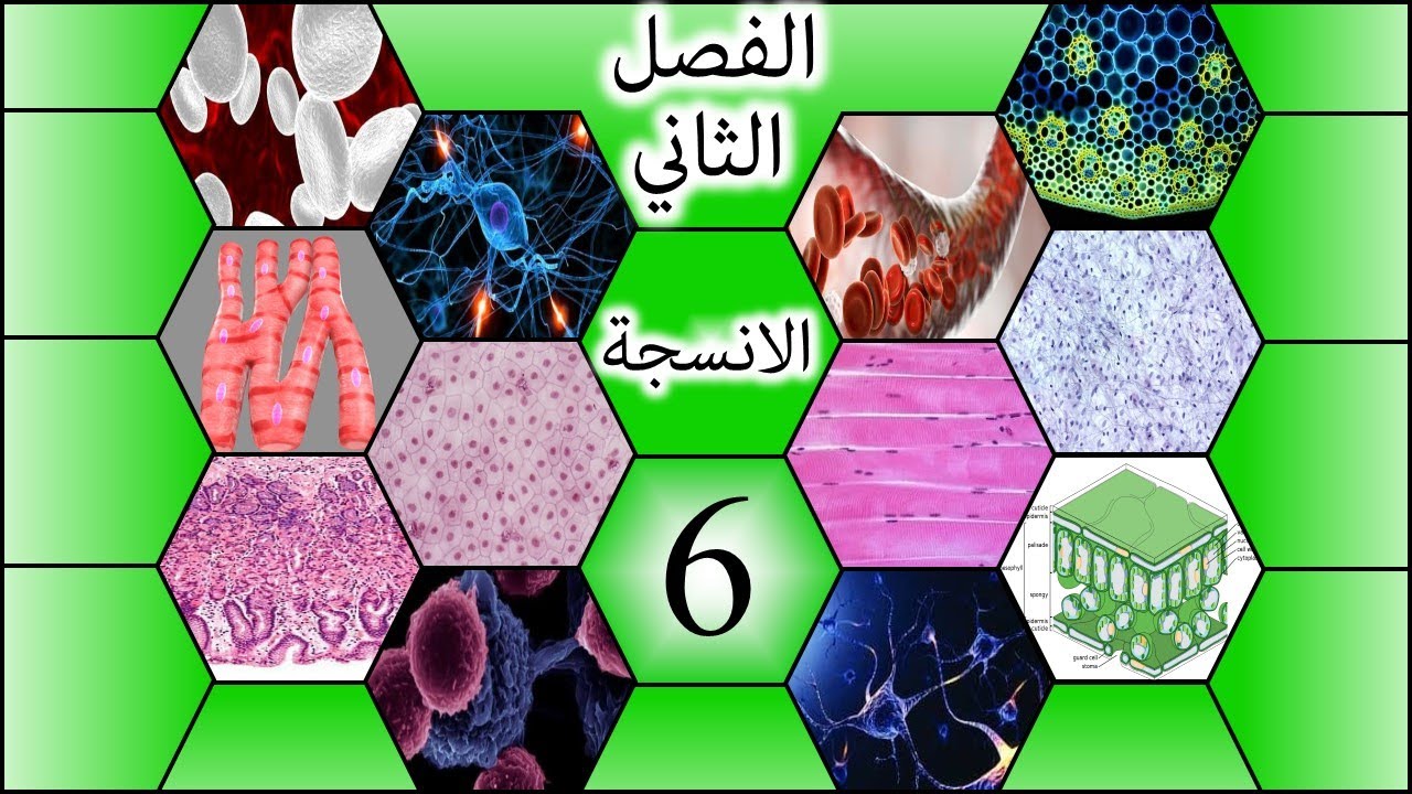 طريقة رسم النسيج الظهاري المطبق الحرشفي للسادس الاعدادي-الفصل الثاني