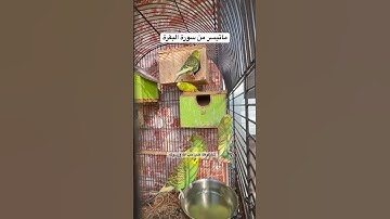#سورة_البقرة #قرآن فضل السورة في مربع التعليقات #المصحف #مصر #quran #birds #budgies #america #texas