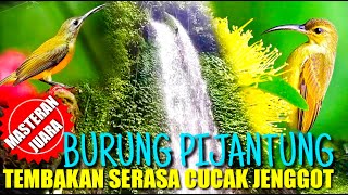 SUARA burung PIJANTUNG DENGAN TEMBAKAN KASAR ||Masteran Murai batu,cucak ijo,kacer JADI JUARA