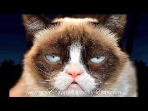 grumpy-cat-happy-birthday-wishes---funny-singing-cat-song