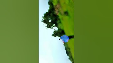 Abhaga Pagal Premi|| অভাগা পাগল প্রেমী || Shankar Tantubai | New Sad Song Video | Purulia song