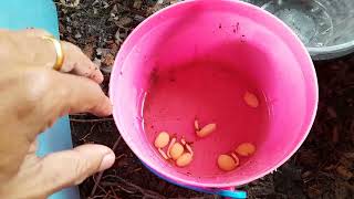 เพาะมะขามให้งอกเร็ว วิธีเพาะมะขาม บอนไซมะขาม  Plant tamarind for bonsai bonsai tamarind