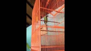 Suara Kicau Burung Cucak Hijau Kalimantan Super Juara