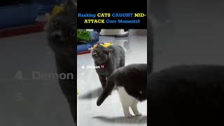 These Cats Were Caught In The Act! Ranking The Best Moments 🐾🤣 #catmoments #funnycats #shorts