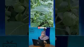 Buah Ciplukan Kini Mahal! Kenapa Harganya Bisa Naik Drastis? Ini Fakta dan Manfaatnya! #shorts