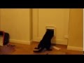 Rambo Cat Rambo Cat