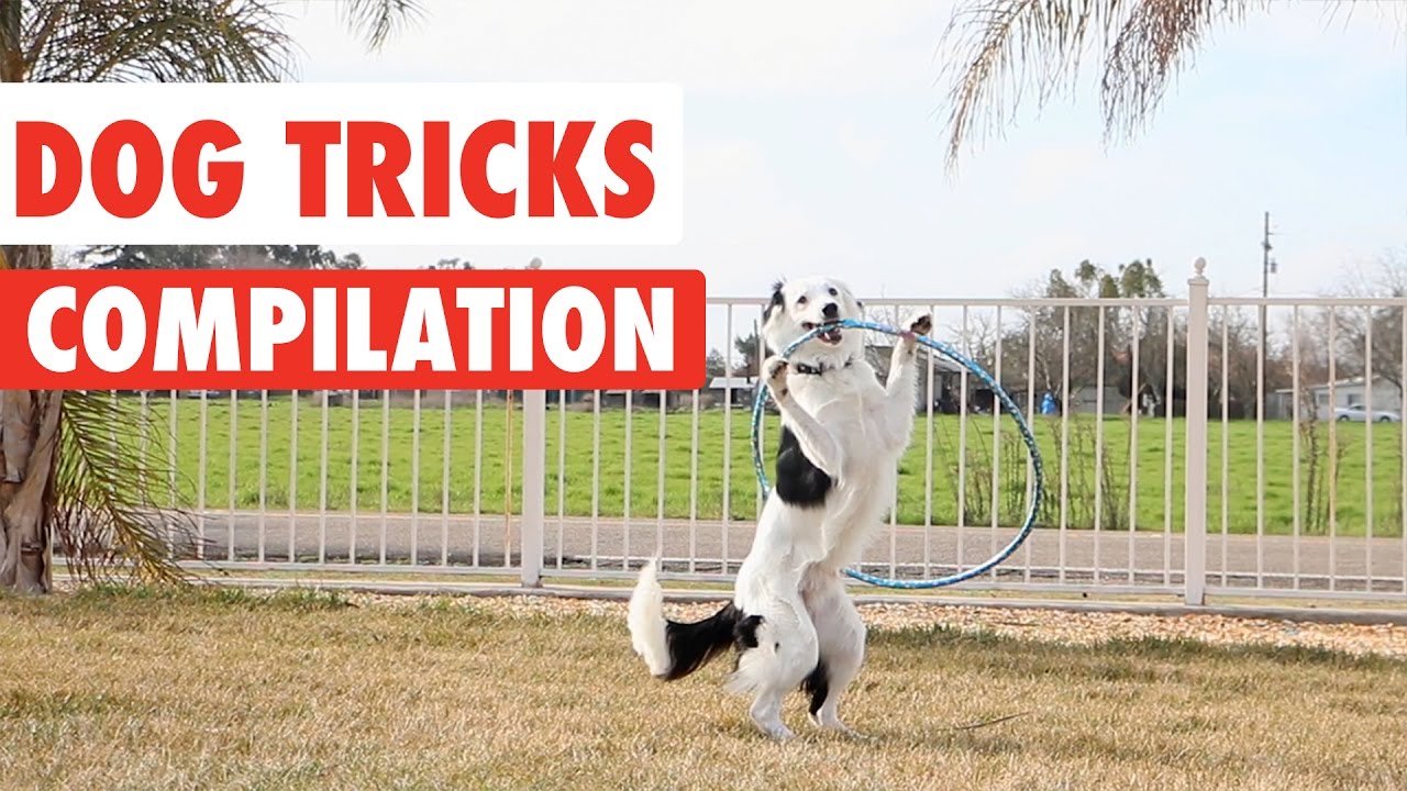 do dogs enjoy doing tricks