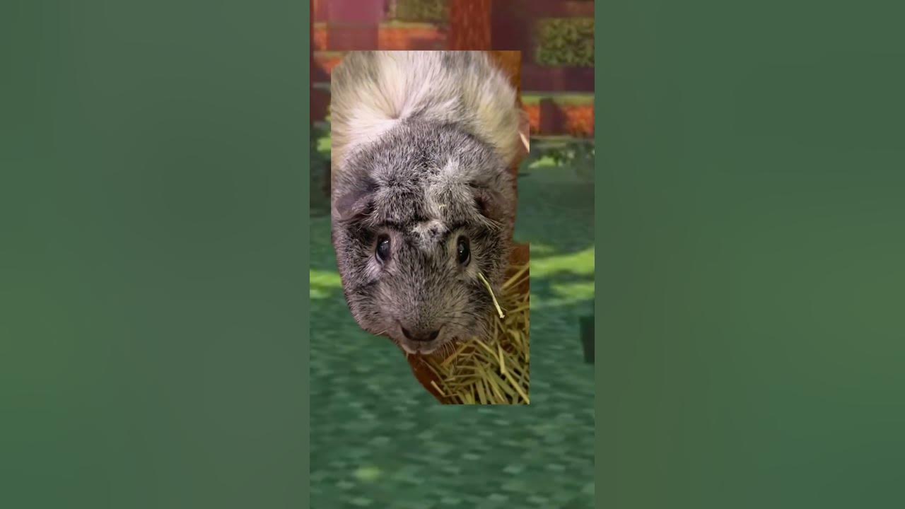 Guinea pig Minecraft YouTube