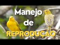 Iniciando o manejo de reprodução de canário da terra.