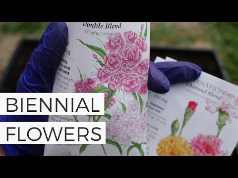 Видео: Хоёр наст ургамал төгс цэцэгтэй юу?
