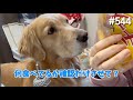 みるだけ…みるだけ…【ゴールデンレトリバー】