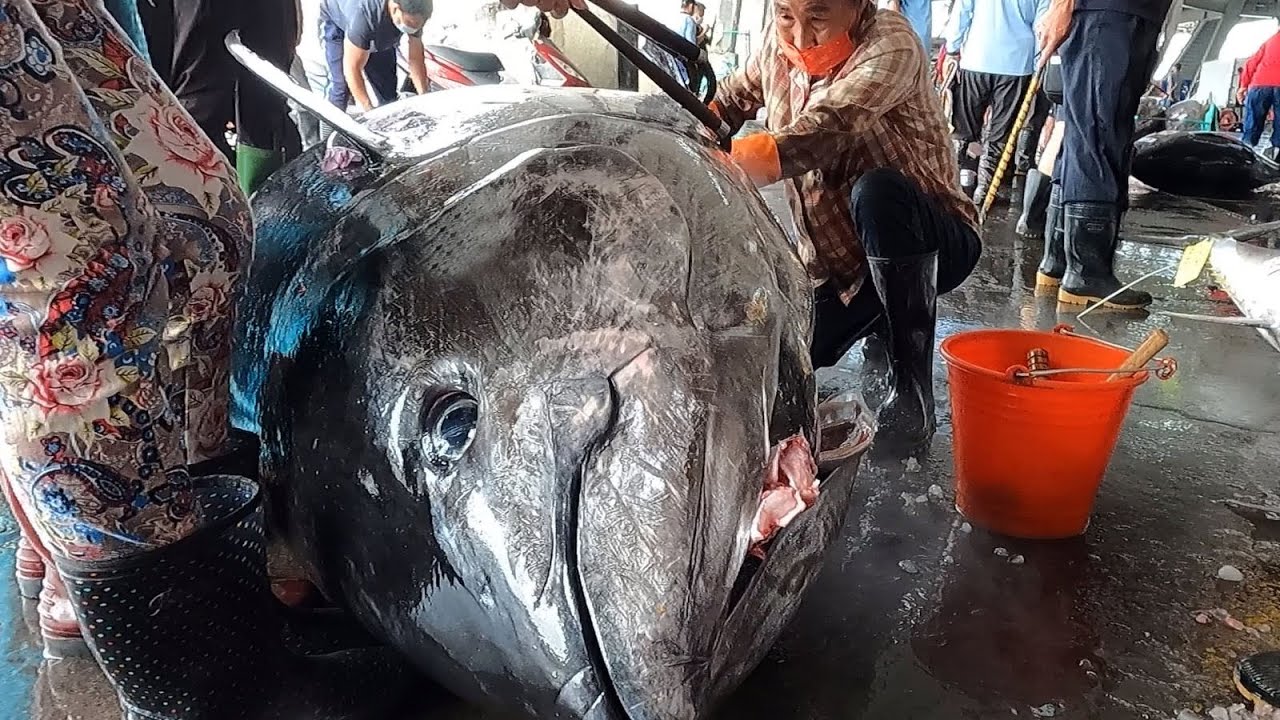 Monster Tuna Solo Fishing