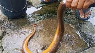 EEL FISH ,KOTCHIA ,NAMINA,ASINTA TASTY 😋