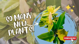 ✨️🪴 Unboxing my PLANT HAUL! 🪴✨️ | Gabriella Plants