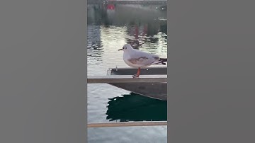 Thumbnail of I was so close to this seagull😮 #Shorts #seagull #seagulls