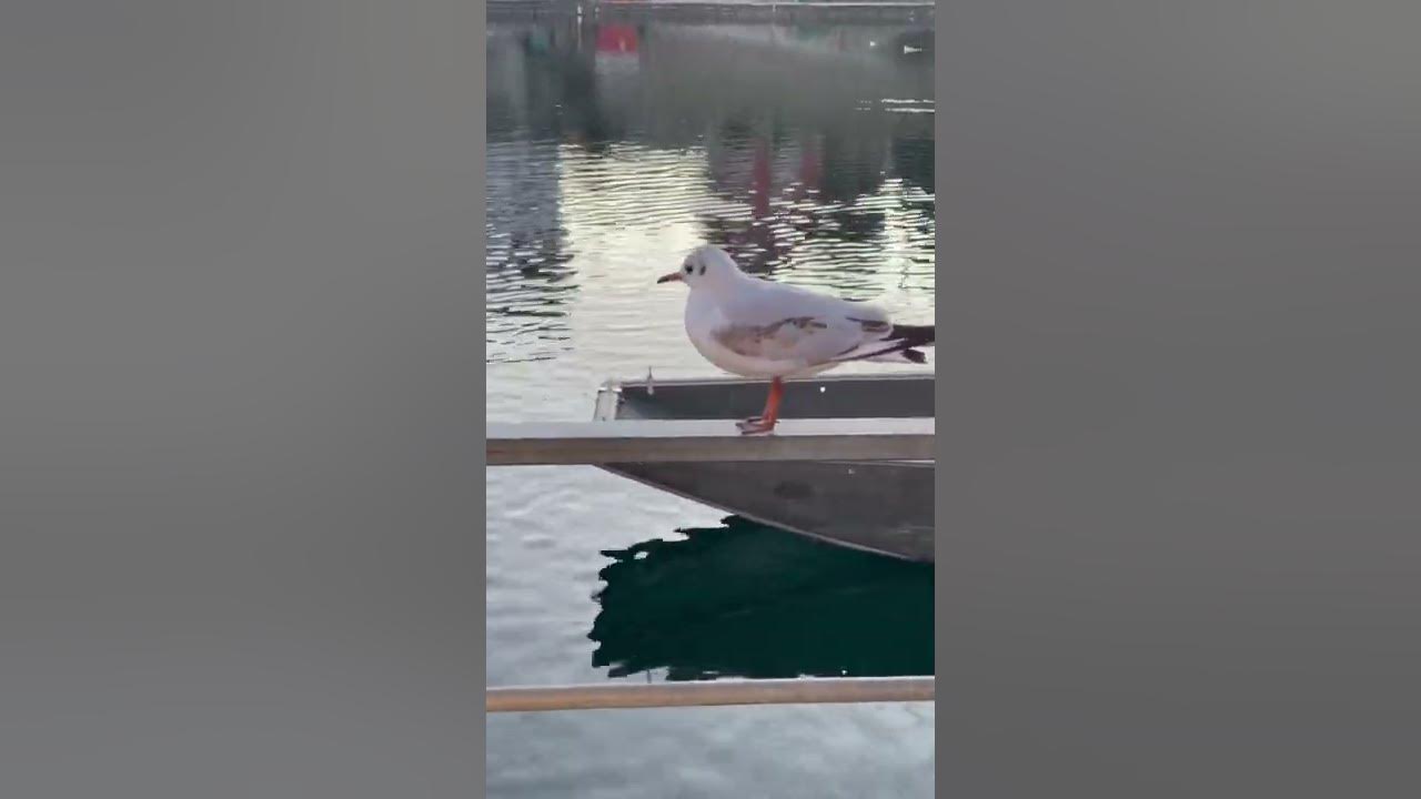 I was so close to this seagull😮 #Shorts #seagull #seagulls I was so close to this seagull😮 #Shorts #seagull #seagulls