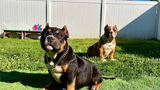 American Bully puppies 4 months old out for a walk.