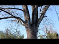Parco naturale del Po trovo un albero enorme P 2