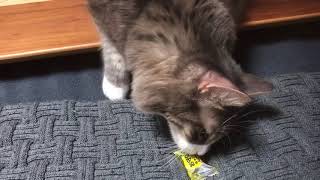 キャンディを取ろうとする猫 ノルウェージャンフォレストキャットcat tries to take candy.Norwegian Forest Cat.