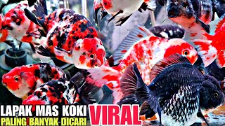 LAPAK MAS KOKI VIRAL !!! PALING BANYAK DI CARI || UPDATE HARGA IKAN MAS KOKI DI JATINEGARA TERBARU