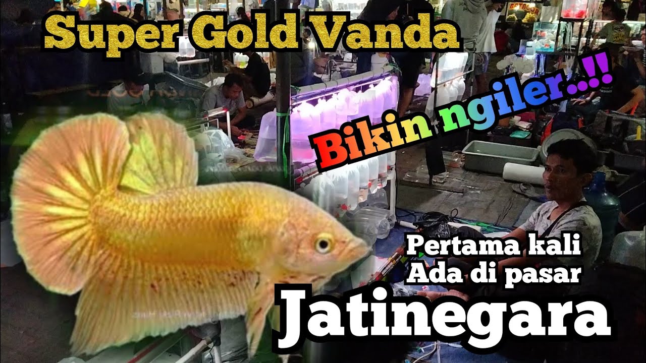 Ikan cupang satu ini bikin kantong kering 🤣