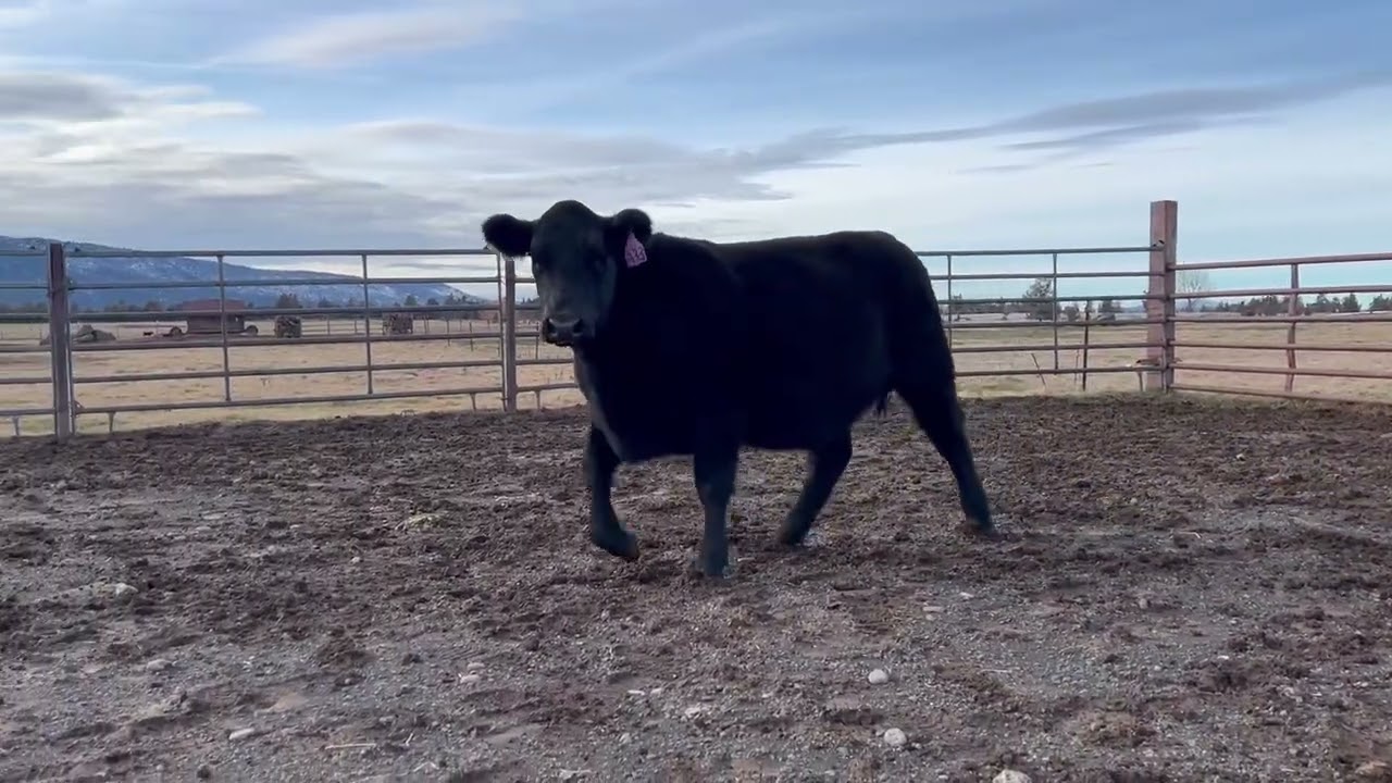 Lot 611 Buchanan Angus Ranch Bull Sale