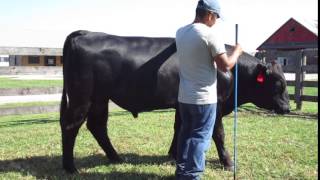 Chiangus Bulls at Walco Farms - Safe Call #3