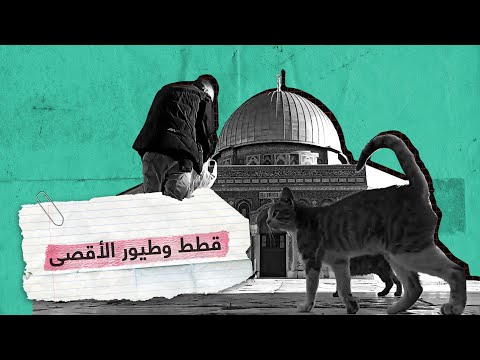 أحد حراس المسجد الأقصى يطعم القطط والطيور أمام قبة الصخرة | RT Play