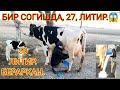 50 ЛИТИР СУТ БЕРАРКАН КУНИГА СОТИЛБ КЕТДИ